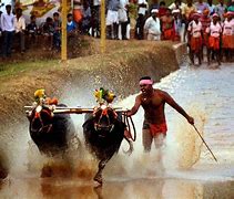 Kambala Kambala